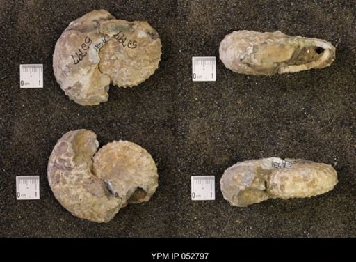 Discoscaphites gulosus