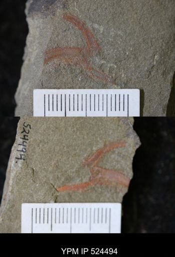 Furca sp.