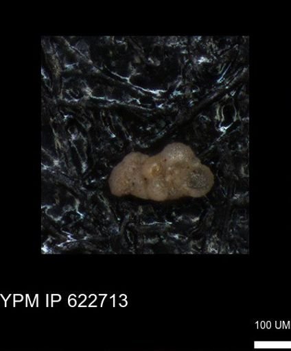 undet. Foraminiferida