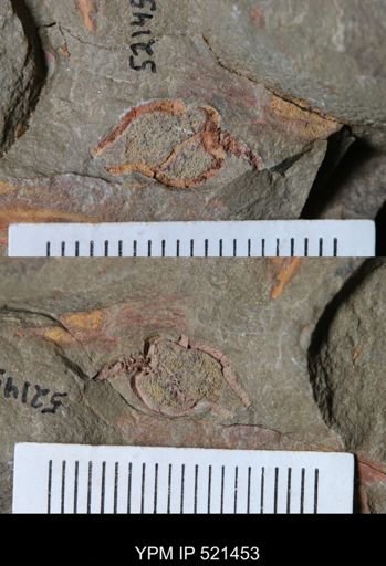 Phyllocystis?