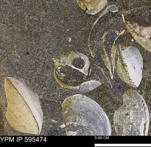 Protocardia sp.