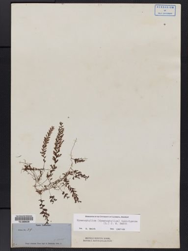 Hymenophyllum tunbridgense