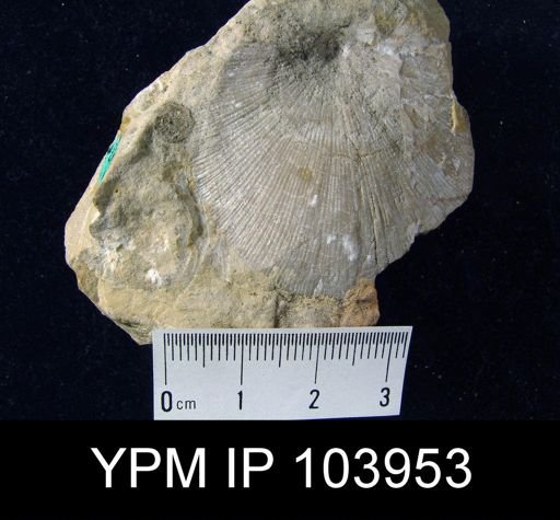 Strophonella cavumbona
