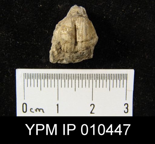 Marginifera pusilla