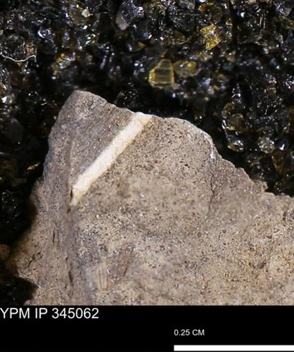 Limopsis striatopunctatus