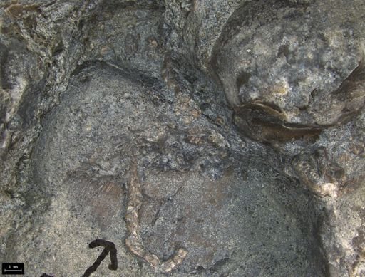Aplocoma damesii
