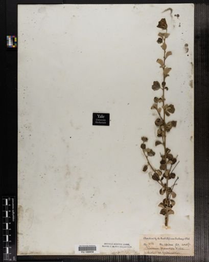 Plantae