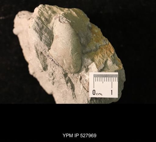 undet. Platyceratoidea
