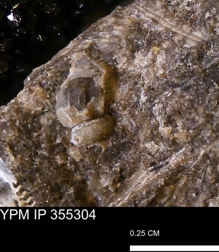undet. Gastropoda