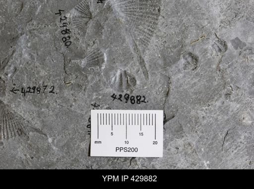 undet. Brachiopoda
