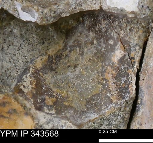 undet. Bivalvia