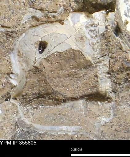 undet. Bivalvia