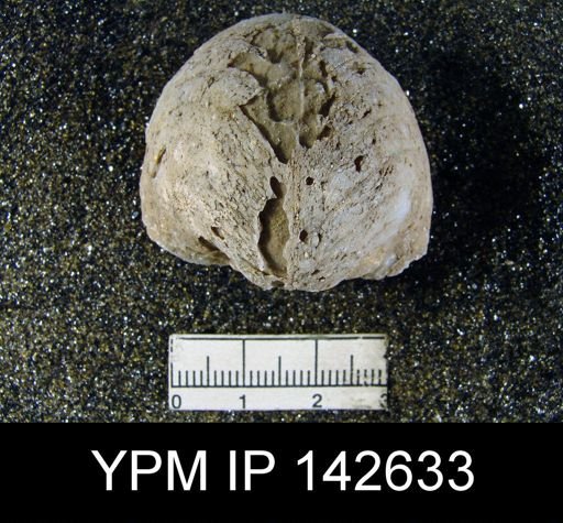 Oldhamina decipiens