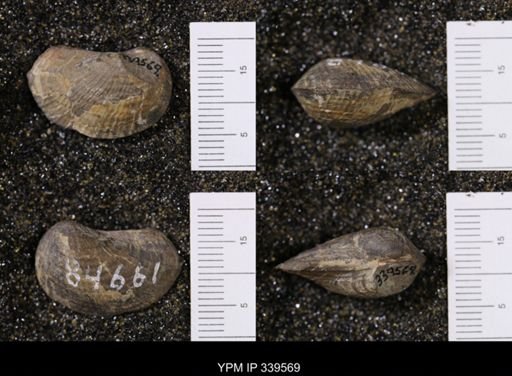 Pholadomya subventricosa
