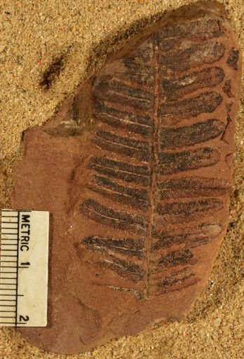 Pecopteris