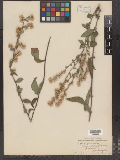 Solidago bicolor