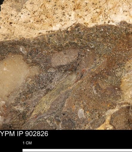 undet. Mollusca