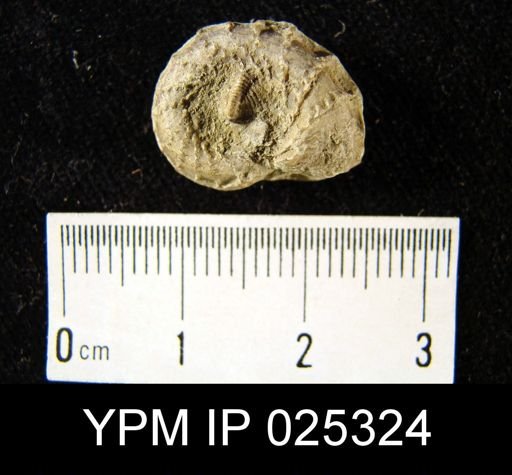 Conradella obliqua