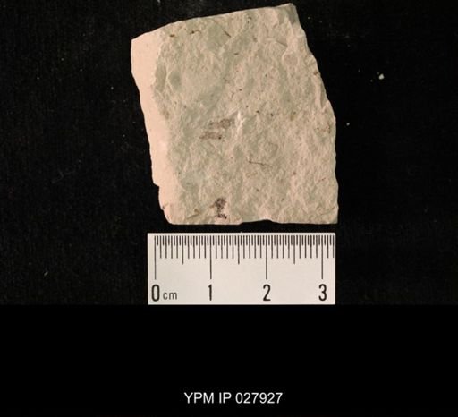 undet. Hexapoda