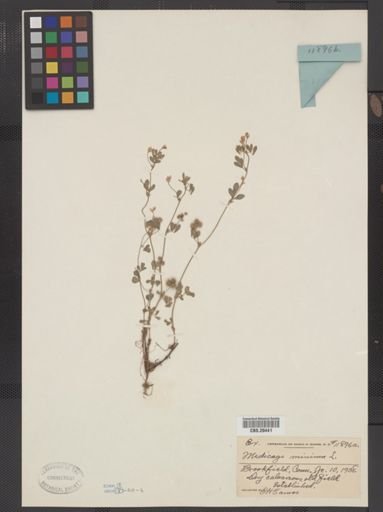 Medicago minima