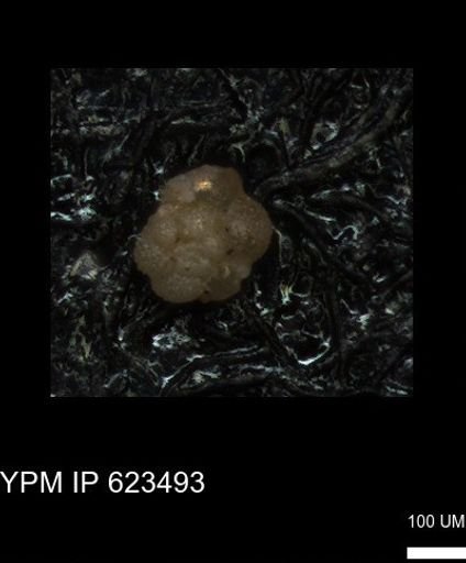 undet. Foraminiferida