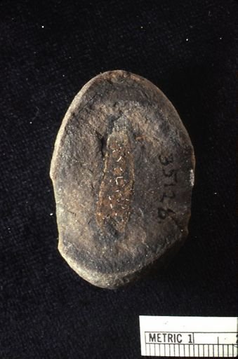 undet. Hirudinea