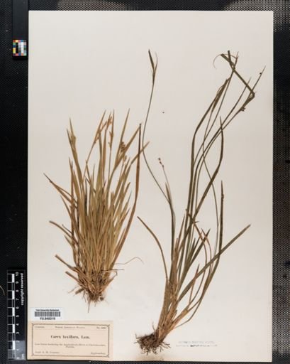 Carex laxiflora