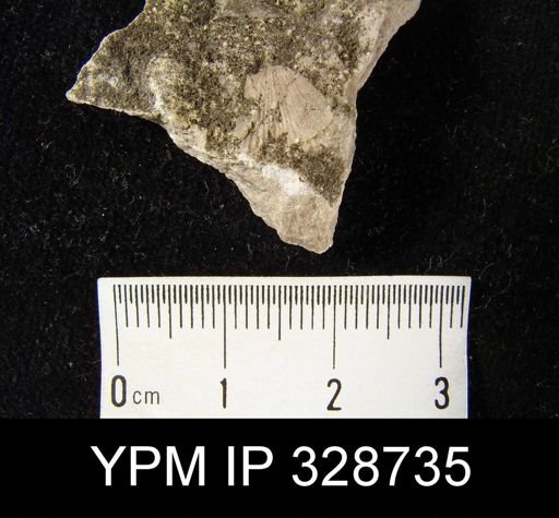 undet. Brachiopoda