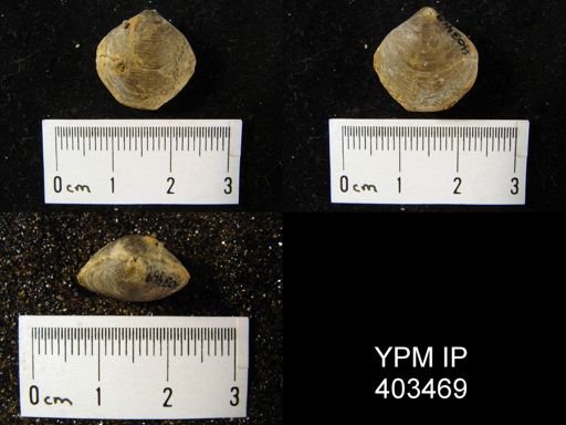 Cleiothyridina sublamellosa