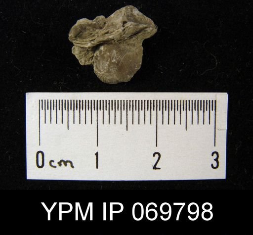 Dinorthis carletona