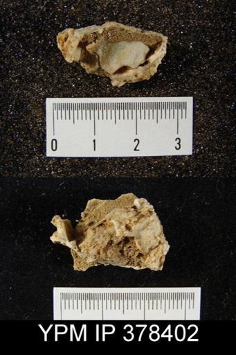 Prorichthofenia likharewi