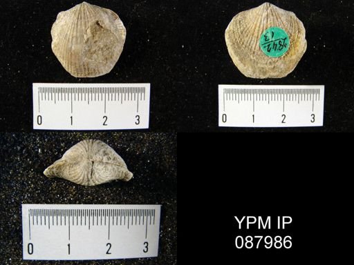Atrypa reticularis
