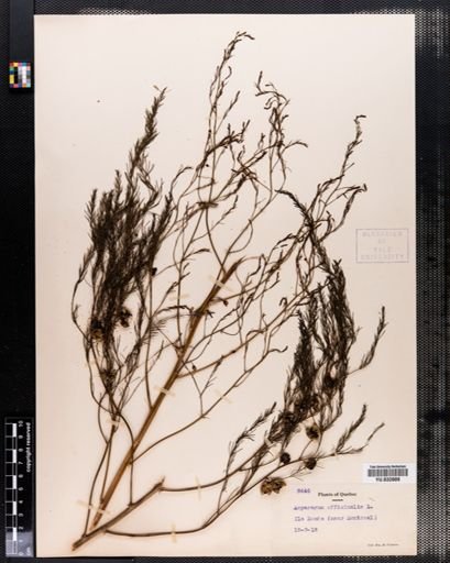 Asparagus officinalis