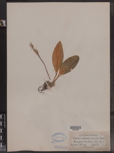 Liparis loeselii
