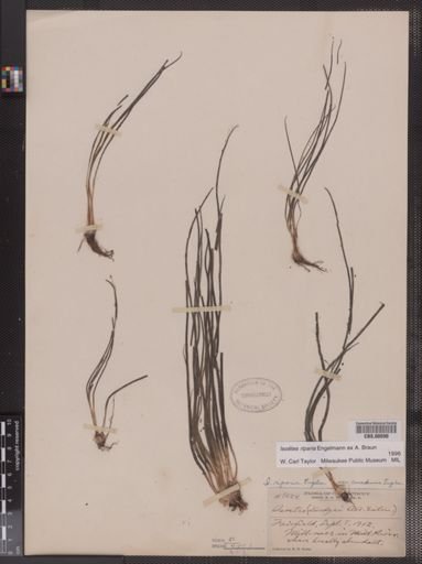 Isoetes riparia