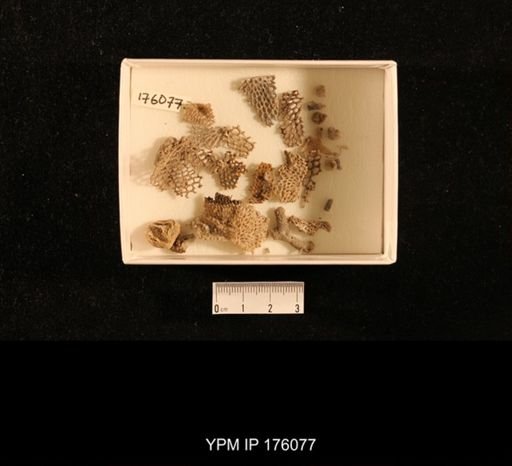 undet. Bryozoa