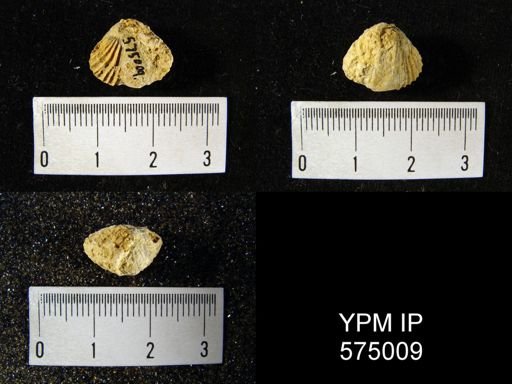 Anastrophia internascens