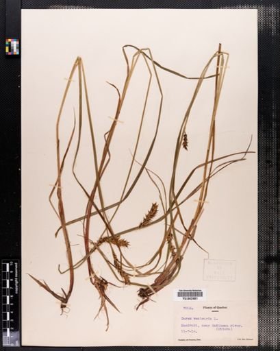 Carex vesicaria