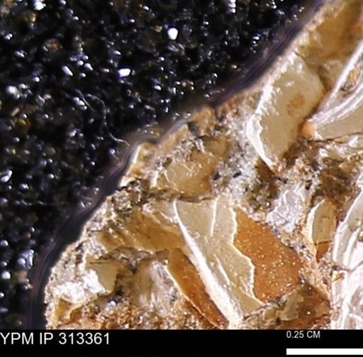 Corbicula sp.