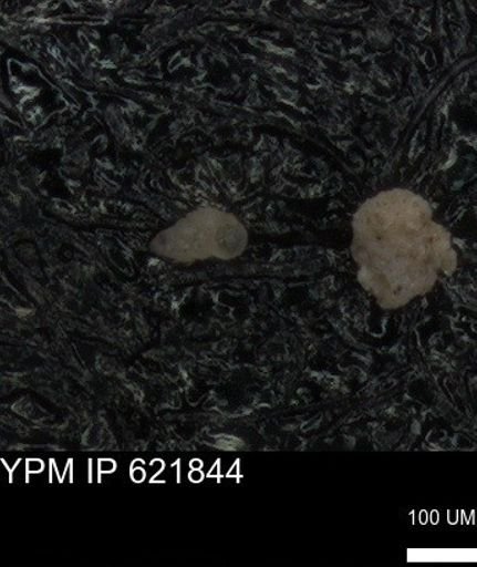 undet. Heterohelicidae
