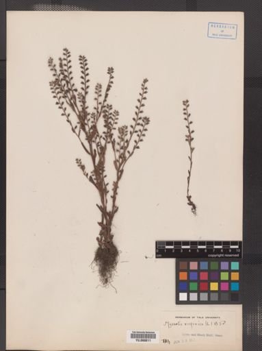 Myosotis virginica