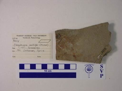 Ctenothrissa vexillifer