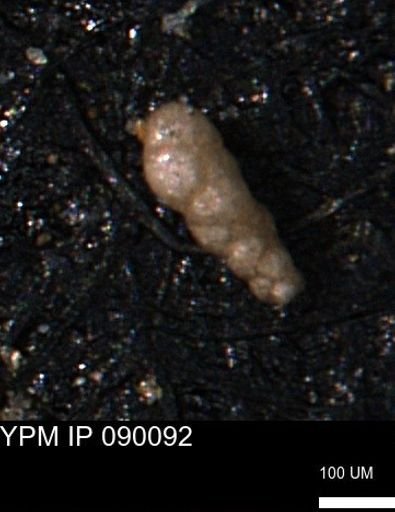Verneuilinoides kansasensis