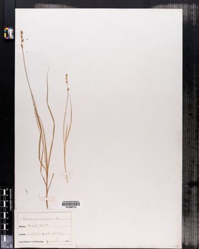 Carex canescens