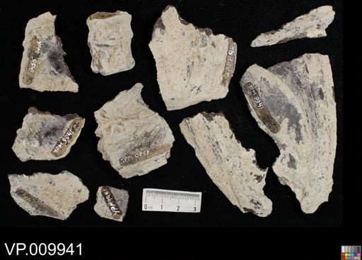 undet. Actinopterygii