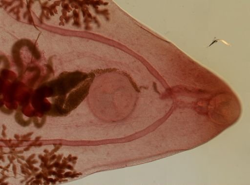 Prosthogonimus macrorchis