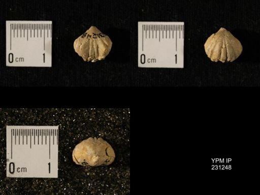 Wellerella osagensis