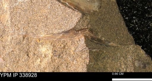 undet. Mollusca