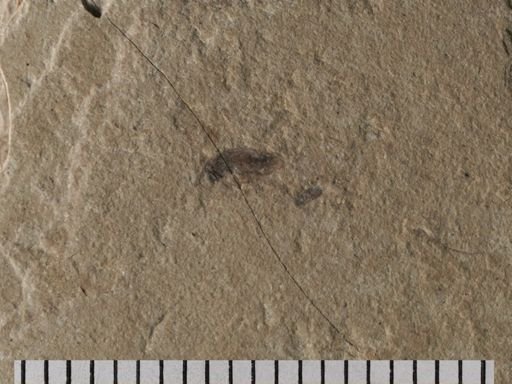 Hymenoptera