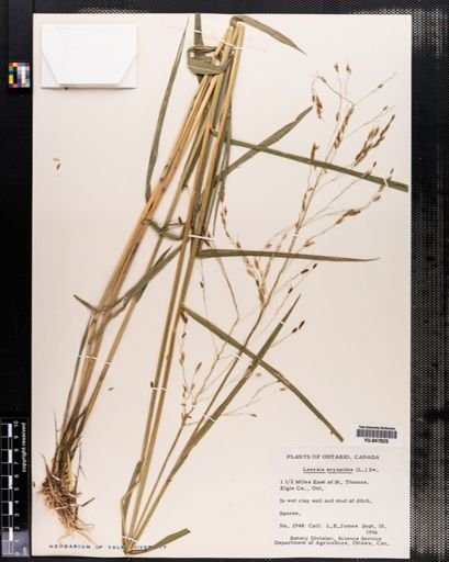 Leersia oryzoides